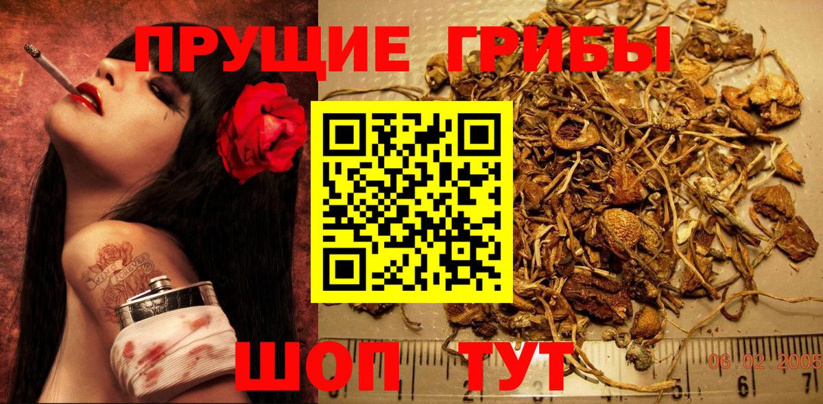 Галлюциногенные грибы Psilocybe Буйнакск